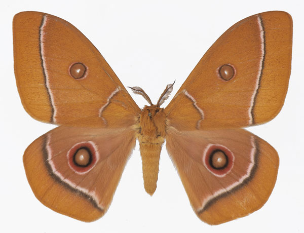 /filer/webapps/moths/media/images/G/gabonica_Bunaeopsis_AM_Basquin_01a.jpg