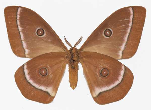 /filer/webapps/moths/media/images/G/gabonica_Bunaeopsis_AM_Basquinb.jpg