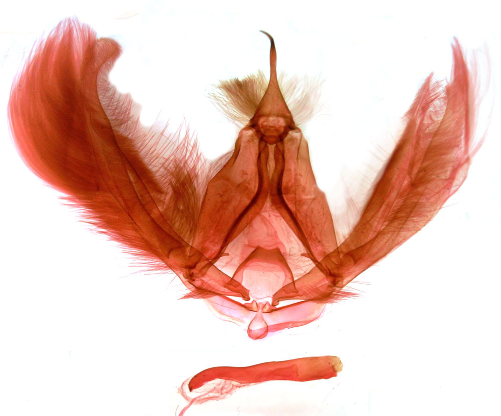 /filer/webapps/moths/media/images/G/gabri_Abrostola_GMHT_MSNM_4066.jpg