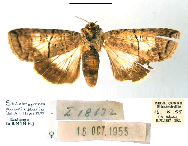 /filer/webapps/moths/media/images/G/gabri_Stictoptera_AF_MSNM.jpg
