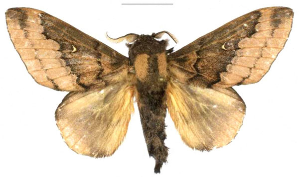 /filer/webapps/moths/media/images/G/gabrielae_Leptometa_HT_Mueller.jpg