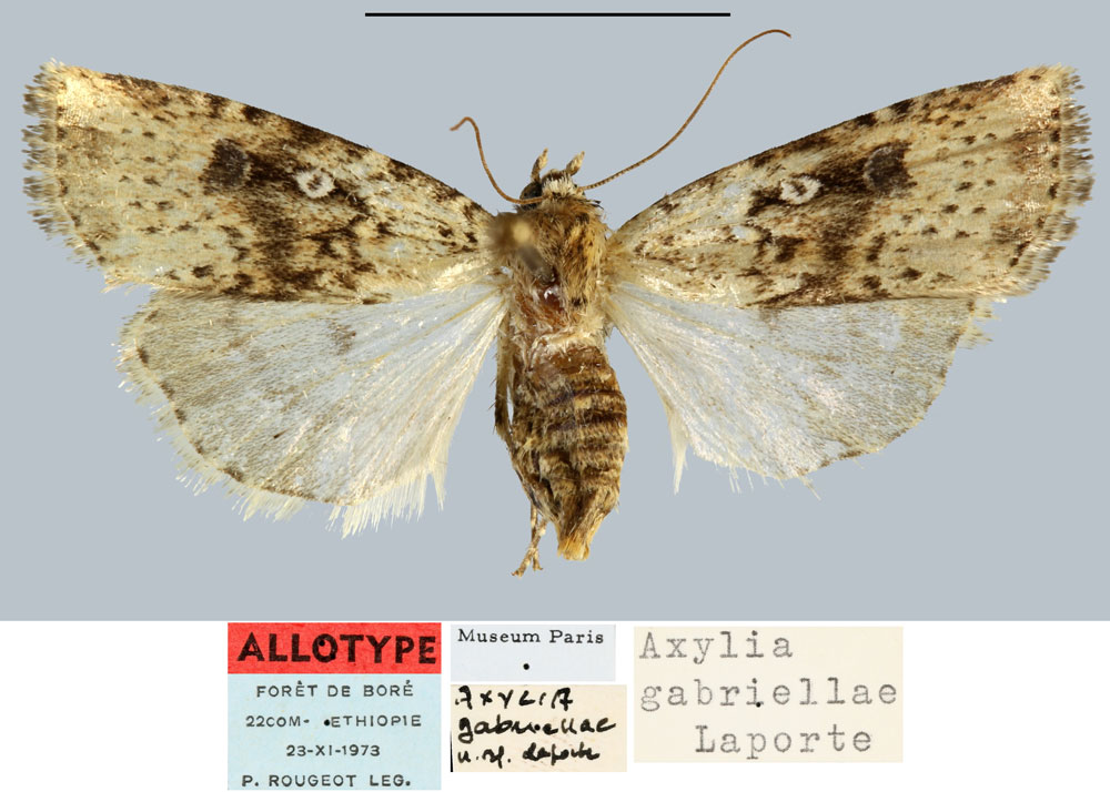 /filer/webapps/moths/media/images/G/gabriellae_Axylia_AT_MNHN.jpg