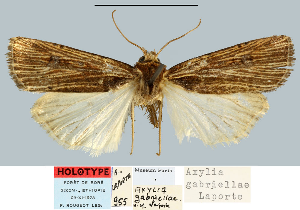 /filer/webapps/moths/media/images/G/gabriellae_Axylia_HT_MNHN.jpg