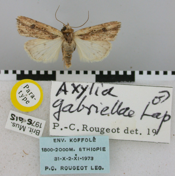 /filer/webapps/moths/media/images/G/gabriellae_Axylia_PT_BMNH.jpg