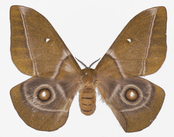 /filer/webapps/moths/media/images/G/gabunica_Gonimbrasia_AF_Basquina.jpg