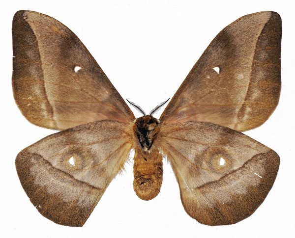 /filer/webapps/moths/media/images/G/gabunica_Gonimbrasia_AF_Basquinb.jpg