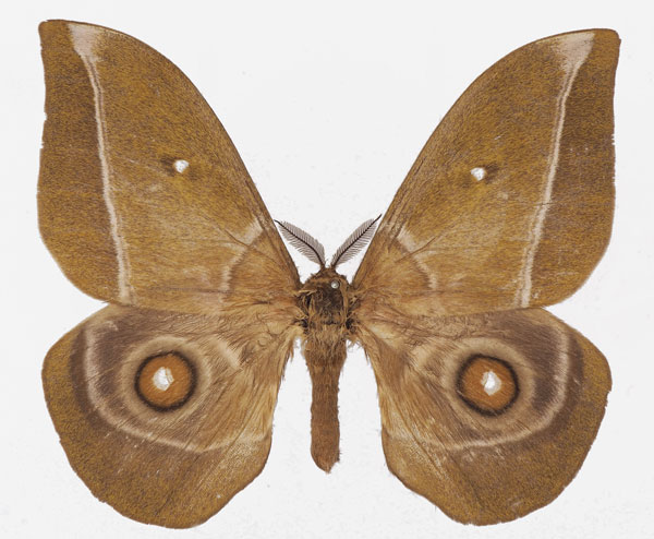 /filer/webapps/moths/media/images/G/gabunica_Gonimbrasia_AM_Basquin_01a.jpg
