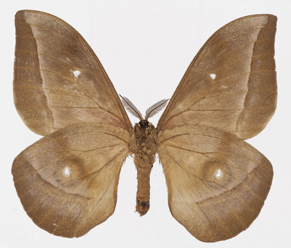 /filer/webapps/moths/media/images/G/gabunica_Gonimbrasia_AM_Basquin_01b.jpg