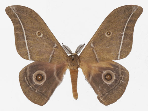 /filer/webapps/moths/media/images/G/gabunica_Gonimbrasia_AM_Basquina.jpg
