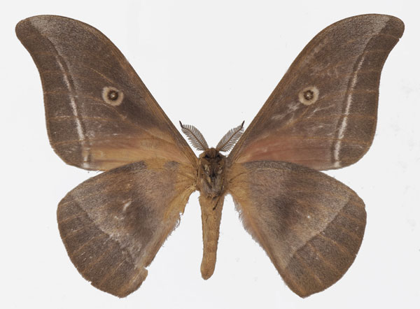 /filer/webapps/moths/media/images/G/gabunica_Gonimbrasia_AM_Basquinb.jpg