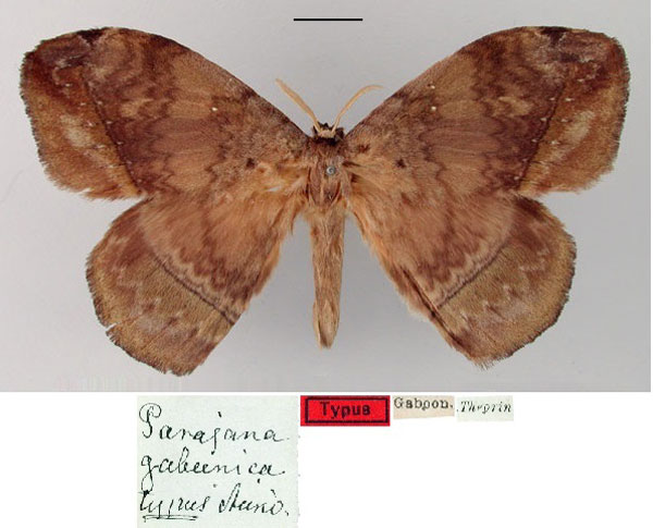 /filer/webapps/moths/media/images/G/gabunica_Jana_HT_SNHM.jpg