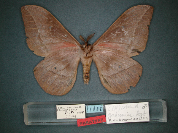 /filer/webapps/moths/media/images/G/gabunica_Nudaurelia_PT_RMCA_02.jpg