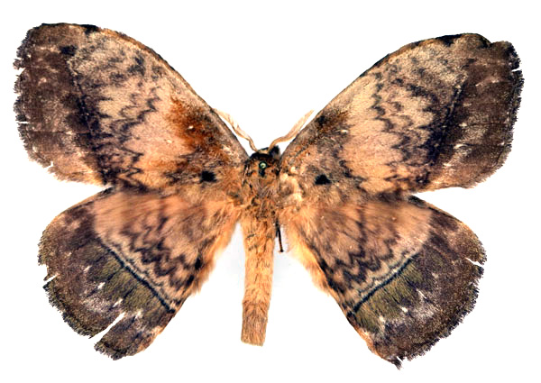 /filer/webapps/moths/media/images/G/gabunica_Parajana_AM_Basquin_01.jpg