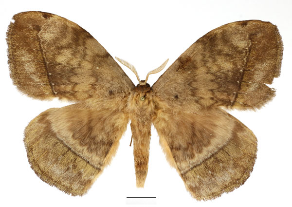 /filer/webapps/moths/media/images/G/gabunica_Parajana_AM_Basquin_03.jpg