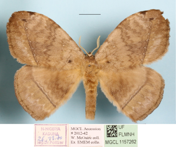 /filer/webapps/moths/media/images/G/gabunica_Parajana_A_MGCLa_01.jpg
