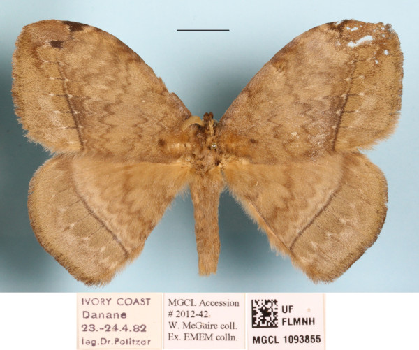 /filer/webapps/moths/media/images/G/gabunica_Parajana_A_MGCLa_02.jpg