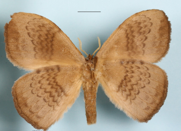 /filer/webapps/moths/media/images/G/gabunica_Parajana_A_MGCLb_01.jpg