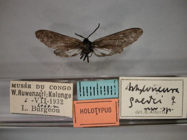 /filer/webapps/moths/media/images/G/gaedei_Astyloneura_HT_RMCA_01.jpg