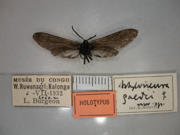 /filer/webapps/moths/media/images/G/gaedei_Astyloneura_HT_RMCA_02.jpg