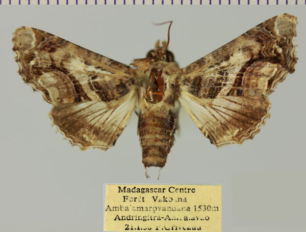 /filer/webapps/moths/media/images/G/gaedei_Eutelia_AF_MNHNa.jpg