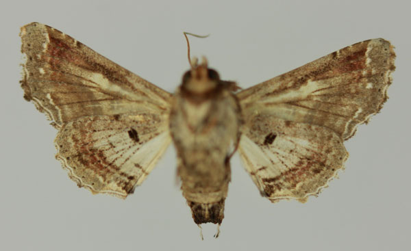 /filer/webapps/moths/media/images/G/gaedei_Eutelia_AF_MNHNb.jpg