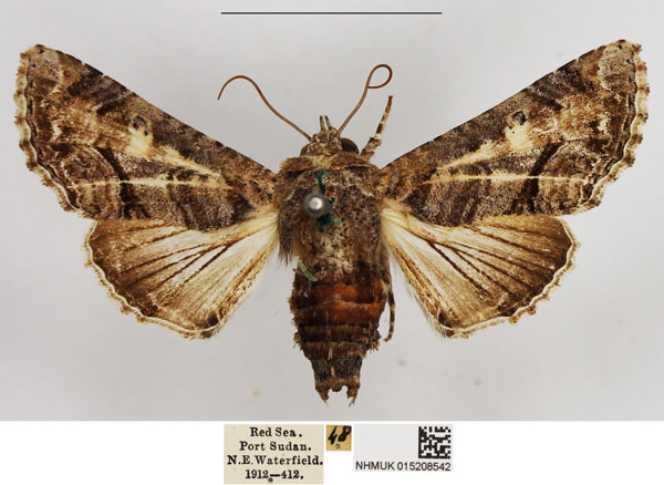 /filer/webapps/moths/media/images/G/gaedei_Eutelia_AF_NHMUK.jpg