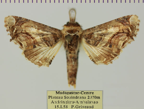 /filer/webapps/moths/media/images/G/gaedei_Eutelia_AM_MNHNa.jpg