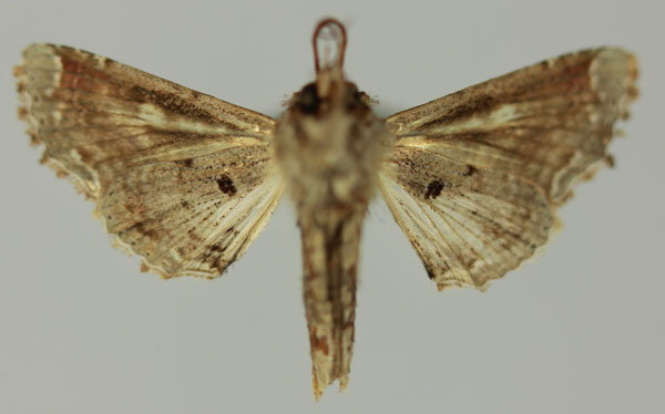 /filer/webapps/moths/media/images/G/gaedei_Eutelia_AM_MNHNb.jpg