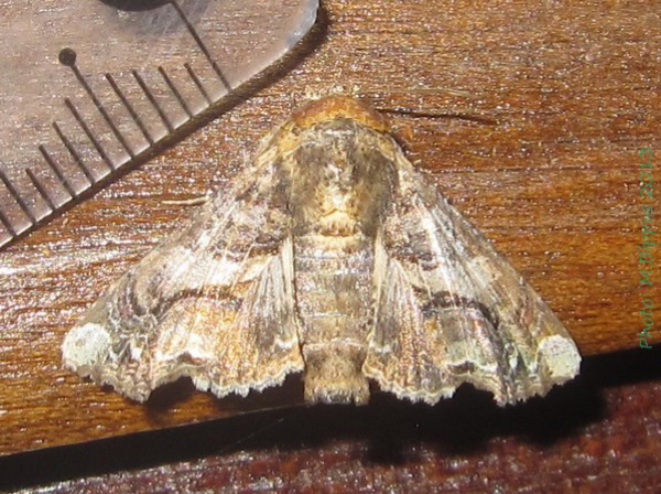 /filer/webapps/moths/media/images/G/gaedei_Eutelia_A_Bippus.jpg