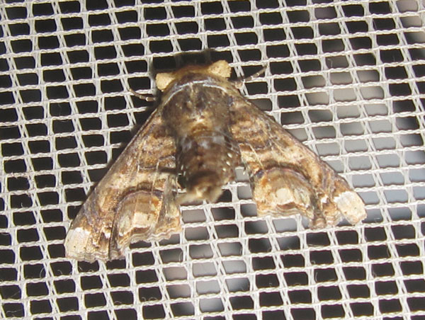 /filer/webapps/moths/media/images/G/gaedei_Eutelia_A_Bippus_01.jpg