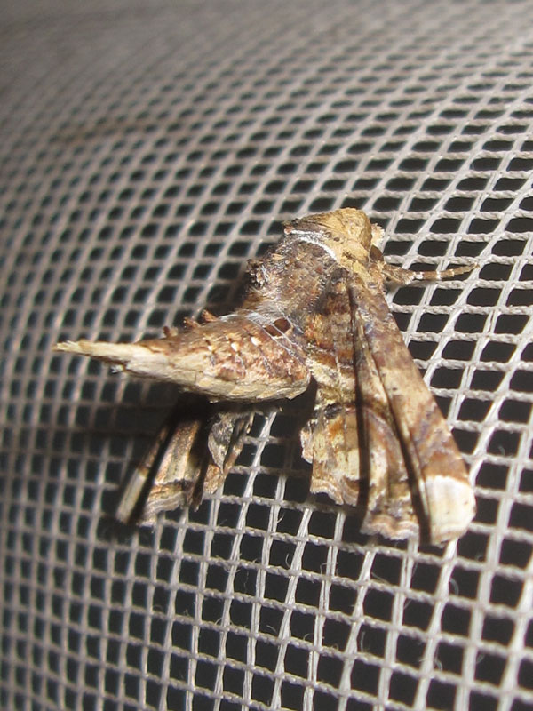 /filer/webapps/moths/media/images/G/gaedei_Eutelia_A_Bippus_02.jpg