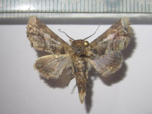 /filer/webapps/moths/media/images/G/gaedei_Eutelia_A_Bippus_03.jpg