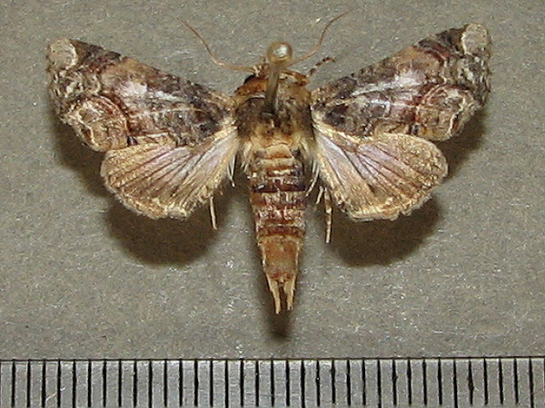 /filer/webapps/moths/media/images/G/gaedei_Eutelia_A_Goff_02.JPG