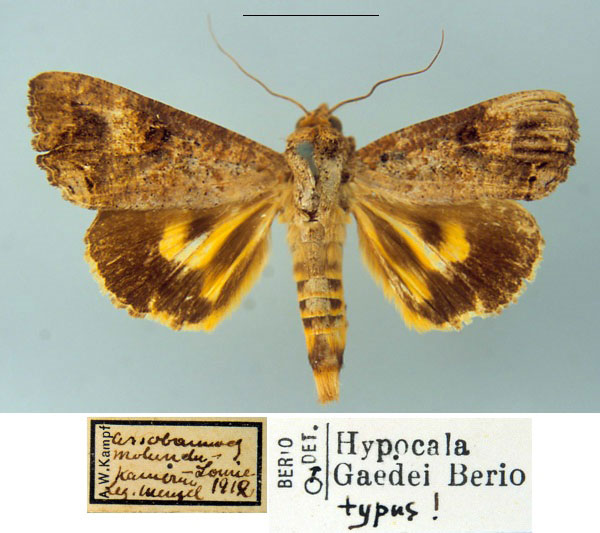 /filer/webapps/moths/media/images/G/gaedei_Hypocala_HT_MSNM.jpg