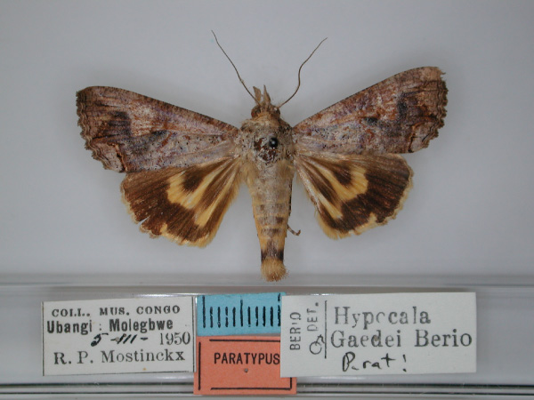 /filer/webapps/moths/media/images/G/gaedei_Hypocala_PT_RMCA_01.jpg