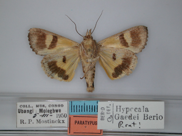 /filer/webapps/moths/media/images/G/gaedei_Hypocala_PT_RMCA_02.jpg