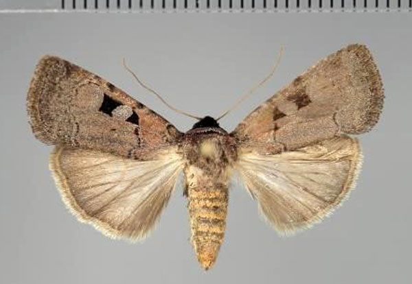 /filer/webapps/moths/media/images/G/gaedei_Ochropleura_AF_Fiebig.jpg