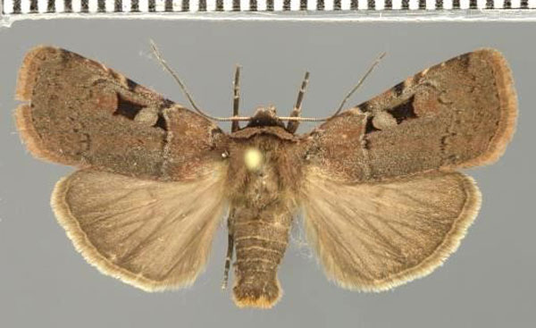 /filer/webapps/moths/media/images/G/gaedei_Ochropleura_AM_Fiebig_02.jpg