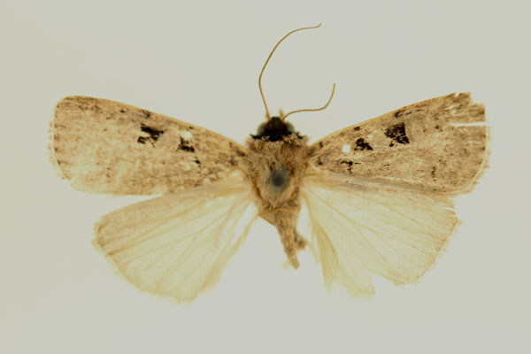 /filer/webapps/moths/media/images/G/gaedei_Ochropleura_AM_RMCA.jpg
