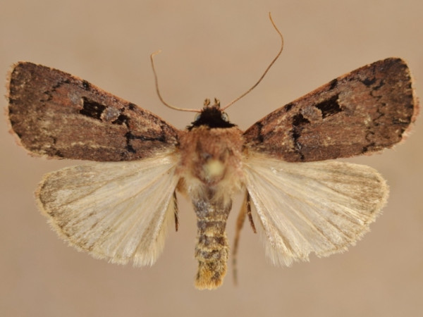 /filer/webapps/moths/media/images/G/gaedei_Ochropleura_A_Butler.jpg