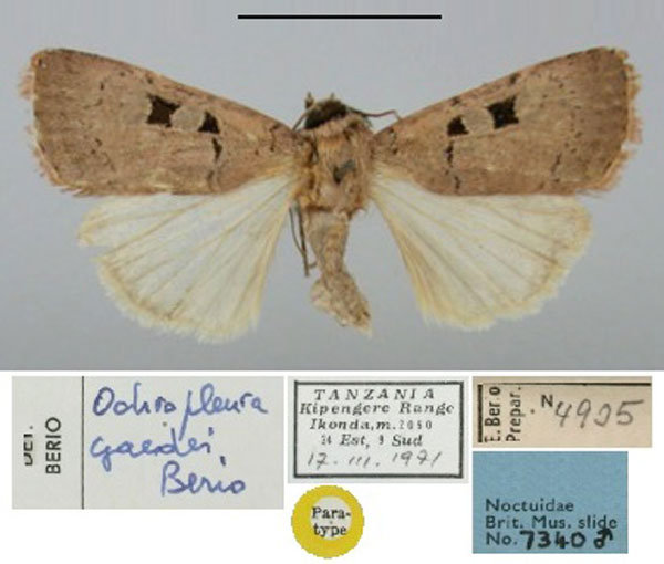 /filer/webapps/moths/media/images/G/gaedei_Ochropleura_PT_BMNH.jpg