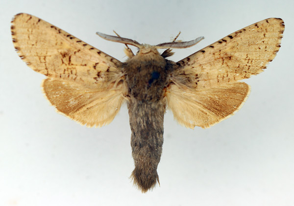 /filer/webapps/moths/media/images/G/gaerdesi_Namibiocossus_AM_TMSA_01.jpg