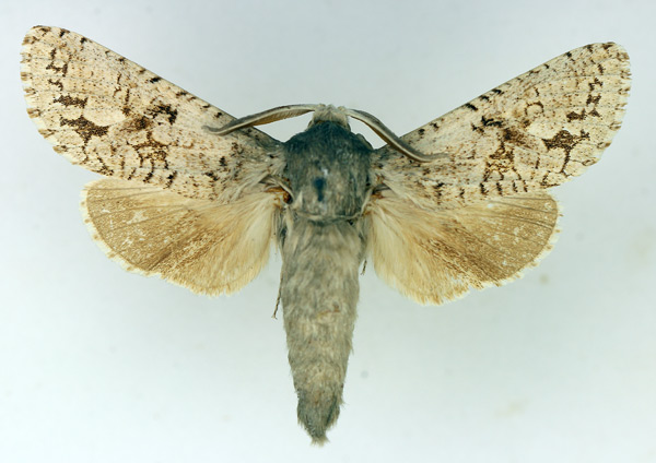 /filer/webapps/moths/media/images/G/gaerdesi_Namibiocossus_AM_TMSA_02.jpg
