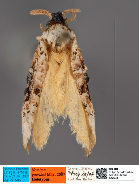 /filer/webapps/moths/media/images/G/gaerdesi_Nomima_HT_MfNa.jpg