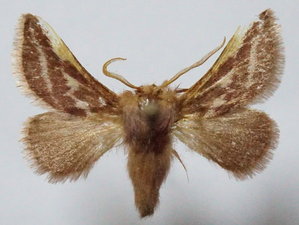 /filer/webapps/moths/media/images/G/gainsfordi_Unithosea_AM_Stroehle.jpg