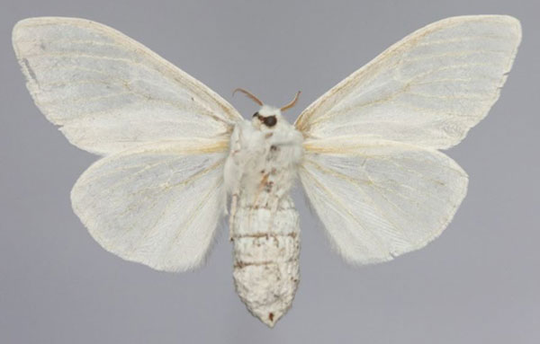 /filer/webapps/moths/media/images/G/galactina_Eudasychira_AF_Golovizinb.jpg
