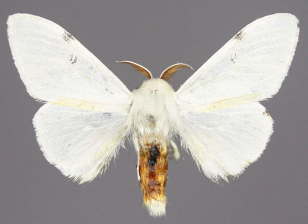 /filer/webapps/moths/media/images/G/galactina_Eudasychira_AM_Golovizina.jpg