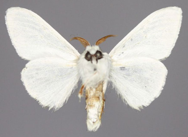 /filer/webapps/moths/media/images/G/galactina_Eudasychira_AM_Golovizinb.jpg