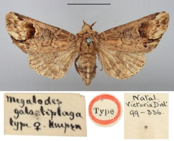 /filer/webapps/moths/media/images/G/galactiplaga_Megalodes_HT_BMNH.jpg