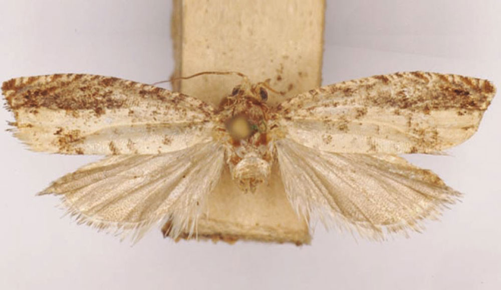 /filer/webapps/moths/media/images/G/galactitis_Eucosma_LT_SAMC.jpg